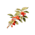 Planta de Goji lycium barbarum