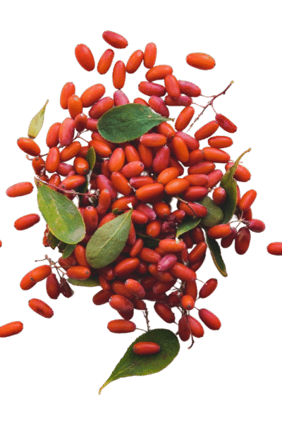 bunch-barberries-with-leaves